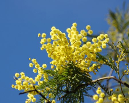 Spring Sunshine